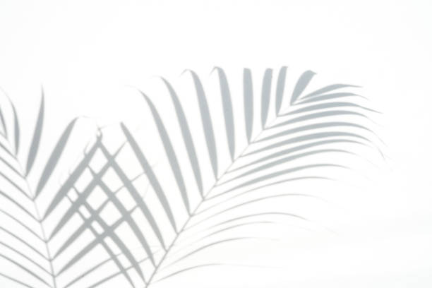 istock shadows palm leaf on white wall background. for creative design summer concept 1162482077