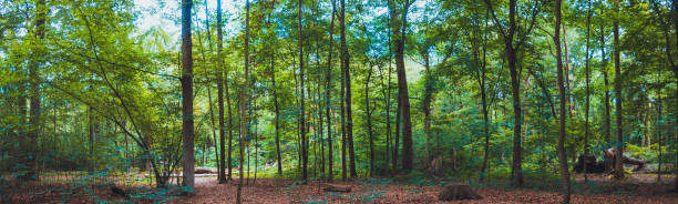 istock rural forest at germany near berlin 1162483179