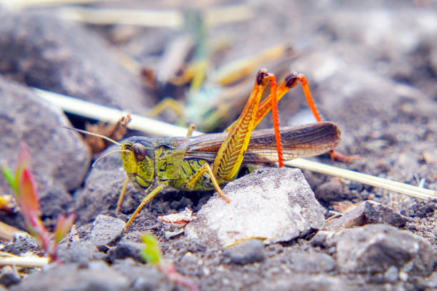 locusts on the ground. macro, close-up. locust invasion - locust invasion imagens e fotografias de stock