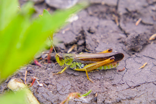 locusts on the ground. macro, close-up. locust invasion - locust invasion imagens e fotografias de stock