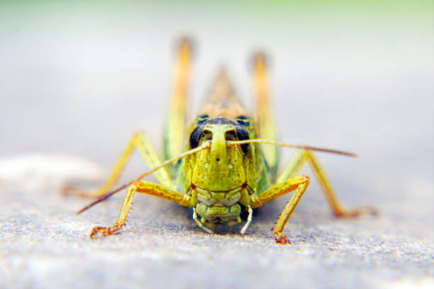 head of a locust a closeup. locust invasion - locust invasion imagens e fotografias de stock