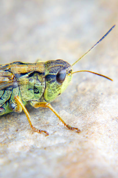 head of a locust a closeup. locust invasion - locust invasion imagens e fotografias de stock