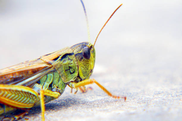 locusts on the ground. locust invasion - locust invasion imagens e fotografias de stock