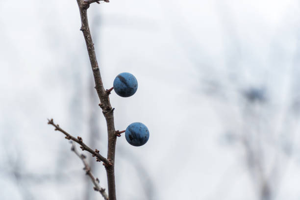 Wild thorns on bare branches in late autumn. Prunus spinosa. Soft focus. Selective focus