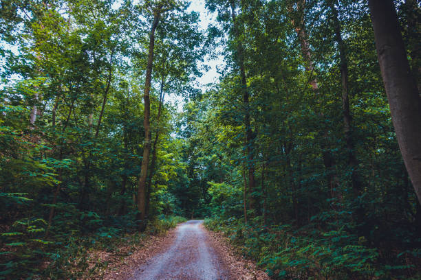 istock road in a forest with giant trees and green bushes 1162483276