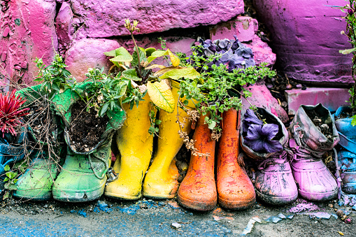 Flowers and plants planted in old rubber boots, photographic effects