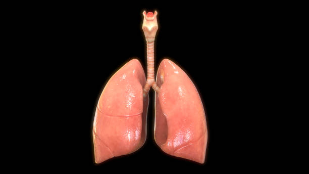 istock Human Respiratory System Lungs Anatomy 1162483568