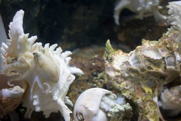 istock octopus under the sea in aquarium at equator area with shell 1162484247