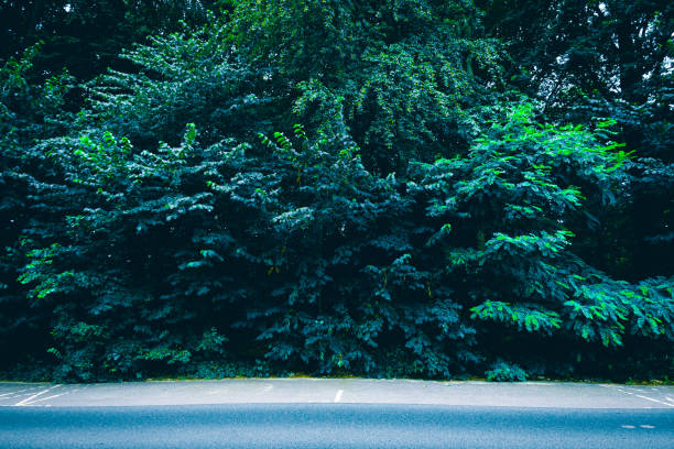 road in a forest with giant trees and green bushes