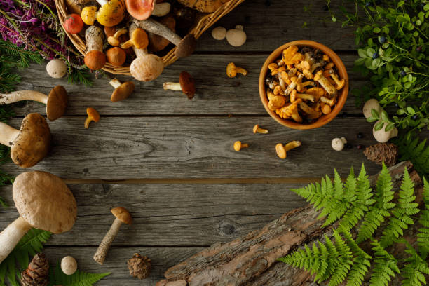 Mushrooms on old wooden background. Card on autumn or summertime. Forest harvest. Boletus, chanterelles, leaves, berries. Flat lay. stock photo