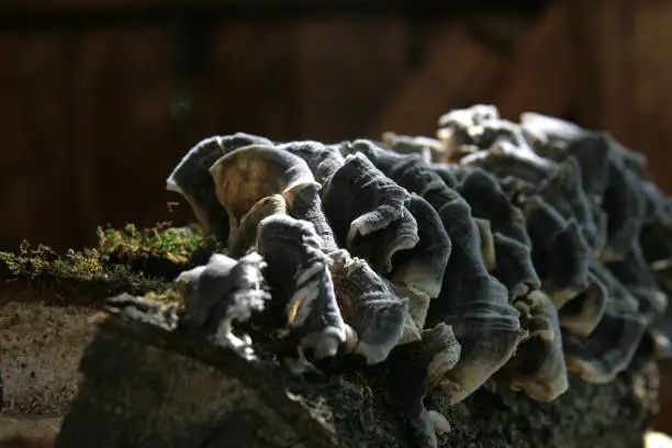 Auricular specimens parasitizing on moss-covered wood.