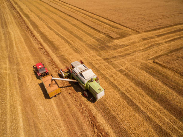 istock Combine harvester on field 1162488661
