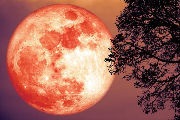 istock Full Strawberry Moon back silhouette trees red sky 1162489491