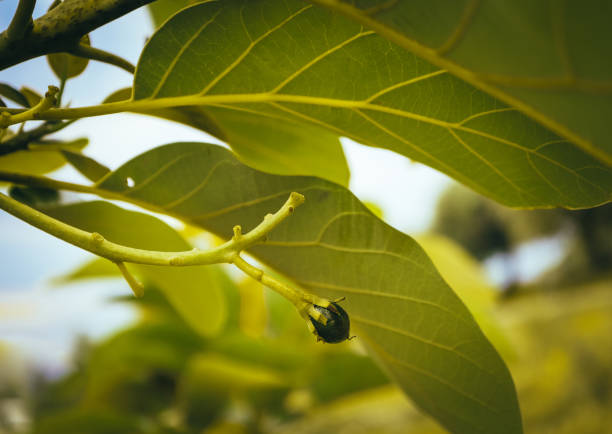 Young small avocado sprout on the brunch, close up. Avocado tree growth, Mediterranean agriculture, macro view.