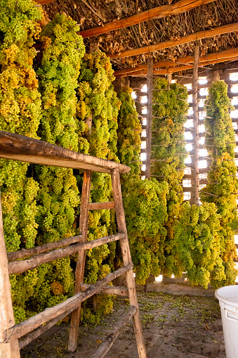 Grapes drying in a Turpan shed. Due to the very dry climate close to the Taklaman and Gobi deserts, and the abundance of grapes in the oasis of Turpan, drying grapes is a flourishing industry in Turpan