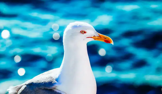 Beautiful seagull sunny portrait, blue sea on the background. Angry white seabird head macro, detailed eye and beak.
