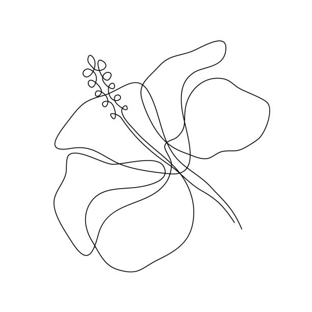 Hibiscus flower Hibiscus flower in one line art drawing style. Minimalist black line sketch on white background. Vector illustration pen and ink stock illustrations