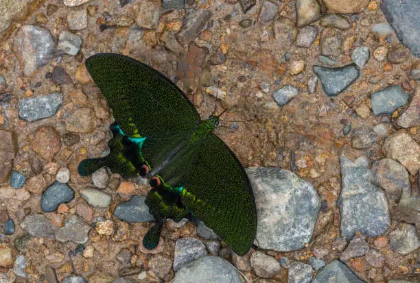 Photo of Paris Peacock Butterfly Open wing at Garo Hills,Meghalaya,India