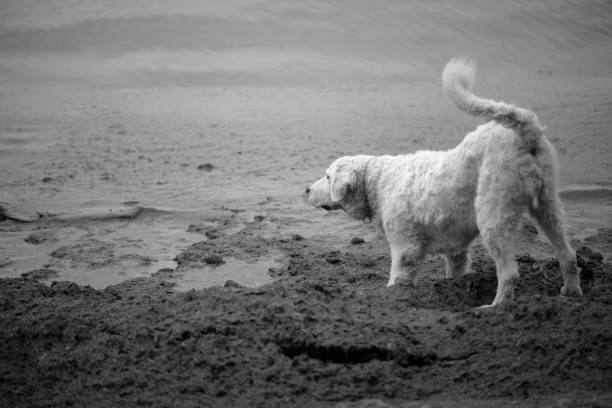 istock Large white dog barking at waves 1162491563