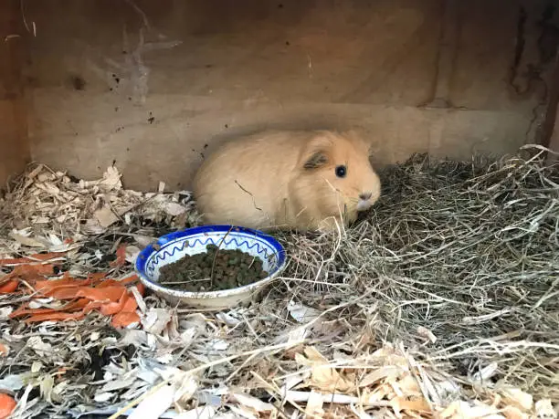 Photo of Image of scared, timid, lonely short hair pale brown guinea pig with beige fur hair, single pet guinea pig cavy / cavies living on own in dirty outdoor wooden rabbit hutch cage with woodshavings bedding, dried hay straw, carrot peelings and pellets food