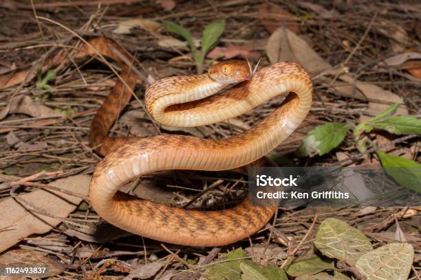 Hognose Snake Playing Dead Stock Photo - Download Image Now - Eastern  Hognose Snake, Animal Scale, Animal Wildlife - iStock