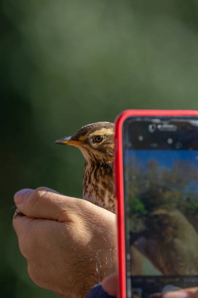 istock Scientists holding a song thrush (Turdus philomelos) in a bird banding/ringing session, while a person was taking photos 1162496198