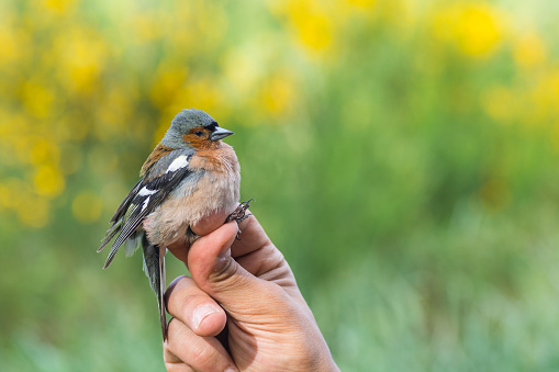 Scientist holding a male common chaffinch (Fringilla coelebs)  in a bird banding/ringing session