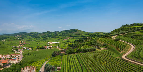 丘の上のブドウ園 - verona italy travel europe sunlight ストックフォトと画像