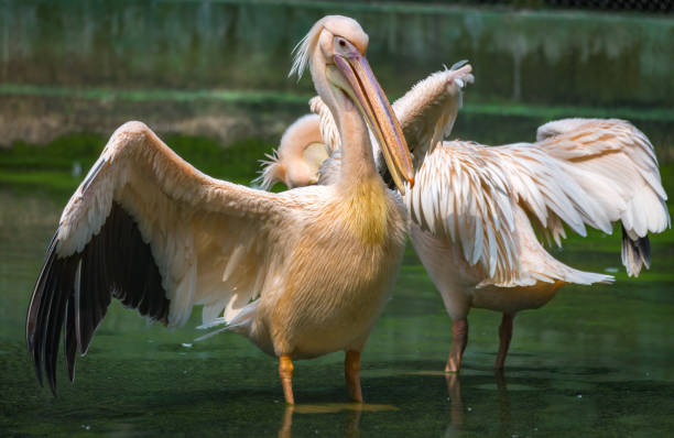 istock Great White Pelican bird in swamp water 1162496426
