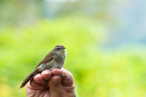 istock Scientist holding a Cetti's warbler (Cettia cetti) in a bird banding/ringing session 1162496520
