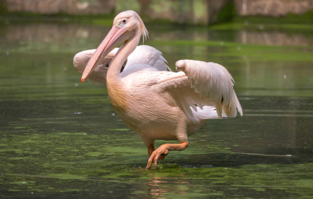 Great White Pelican bird in swamp water