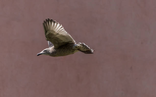 istock Young Seagull Flying Against a Brown Background 1162497673