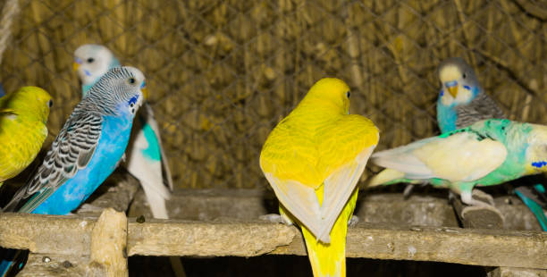 istock close up of colorful budgrigars in a cage 1162497902
