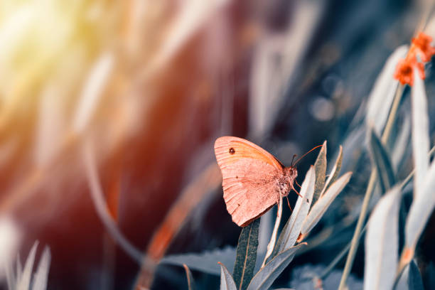 Nice butterfly with closed wings sit on grass. Toned photo