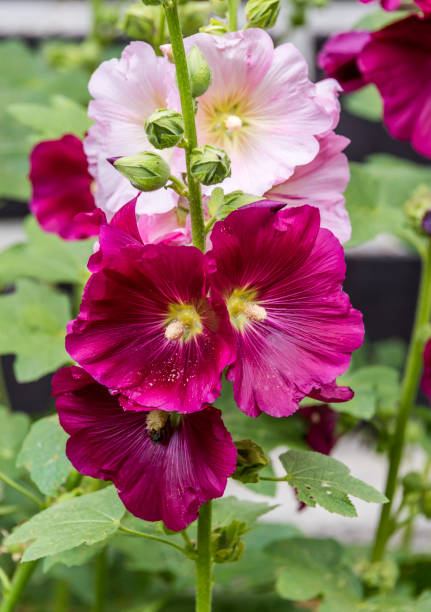 istock Hollyhocks Blooming in Latvia on a Summer Day 1162498646