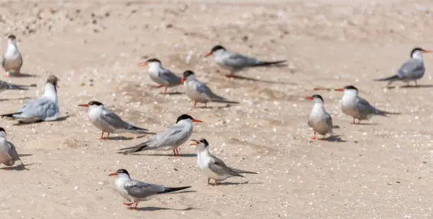 Seagulls and Terns on Sand Dune in Latvia
