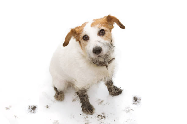 isolated dirty y guilty jack russell dog, despues de jugar en un puddle mud con impresiones paw contra el antecedente blanco. desde arriba. - paw print fotos fotografías e imágenes de stock