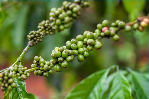 Dalat, Lamdong Province, coffee plantations of the central vietnam