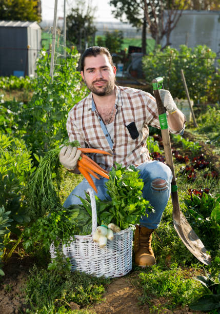 istock Gardener with harvested greens 1162500056