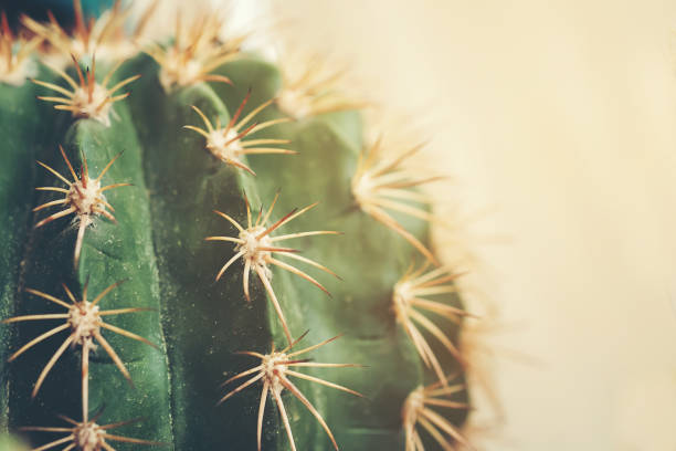 Cactus with interesting textures and beautiful. stock photo