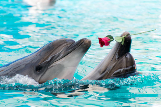 istock Two dolphins swim in the pool with rose in lips 1162500225