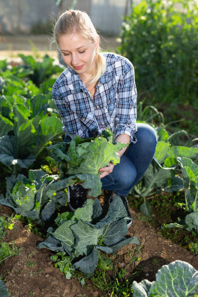 istock Female  holding harvest of cabbage 1162500303