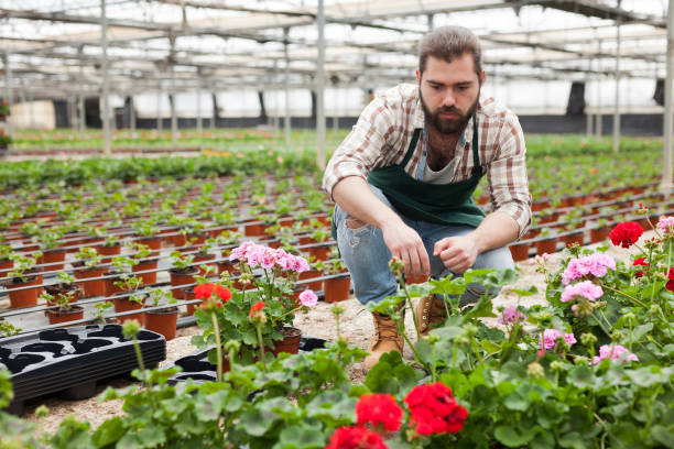 istock Worker of glasshouse arranging blooming geranium 1162500434