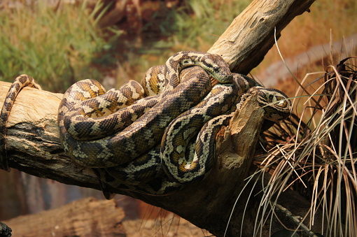A Snake at a Zoo in Canberra, Australia