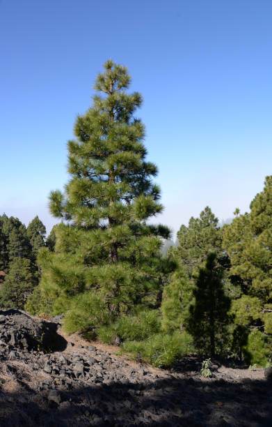 istock Tree at the volcano route, La Palma 1162501504