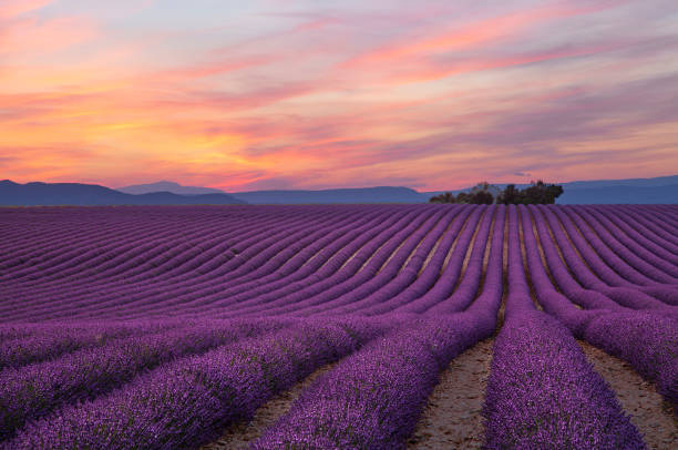 istock Scenic View Of Field Against Sky During Sunset 1162502106