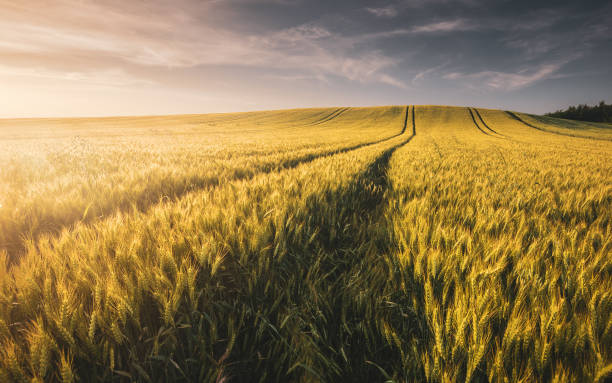 istock Wheat field landscape with path in the sunset time 1162502121