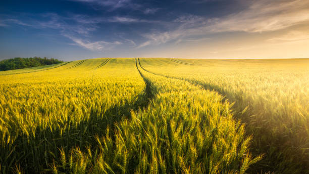istock Wheat field landscape with path in the sunset time 1162502851