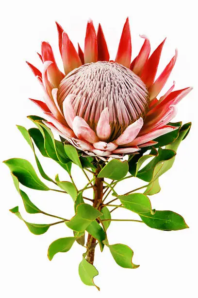 Purple, Red protea, isolated on white background