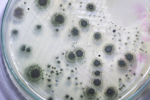 Penicillium, ascomycetous fungi are of major importance in the natural environment as well as food and drug production. stock photo